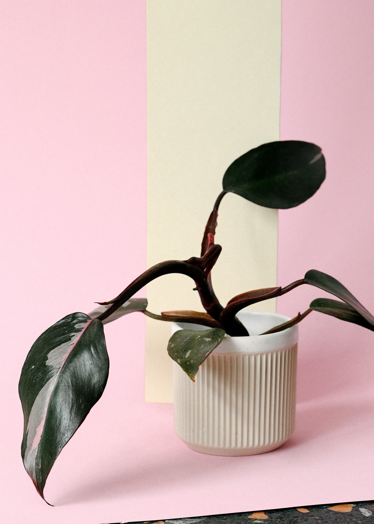 philodendron pink princess shop Philodendron 'Pink Princess' Baby