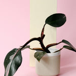Healthy Philodendron Pink Princess in a terracotta watering-can planter, showing vibrant pink variegation on dark green leaves.