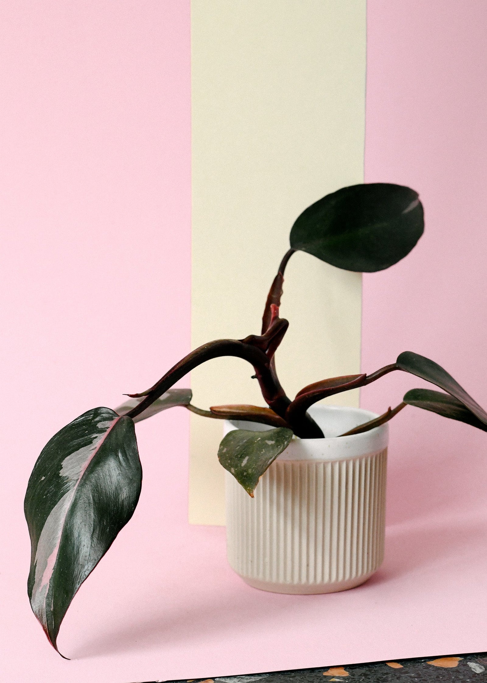 Healthy Philodendron Pink Princess in a terracotta watering-can planter, showing vibrant pink variegation on dark green leaves.
