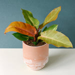 Healthy Philodendron ‘Prince of Orange’ medium plant in a 12cm terracotta pot with bright orange and green foliage against a dark green backdrop