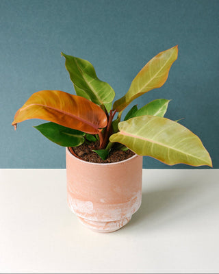 Healthy Philodendron ‘Prince of Orange’ medium plant in a 12cm terracotta pot with bright orange and green foliage against a dark green backdrop