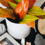 Philodendron Prince of Orange aroid plant with vibrant orange leaves, perfect for home decor enthusiasts.