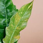 Philodendron 'Ring of Fire' Baby
