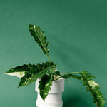 Philodendron Ring of Fire Medium – Medium, Approx. 35.0cm height – 15.0cm Pot Default Title 1