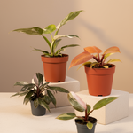 Philodendron Royalty (Pink Princess, White Princess, Orange Prince, Pink Princess Marble) Pflanzenset