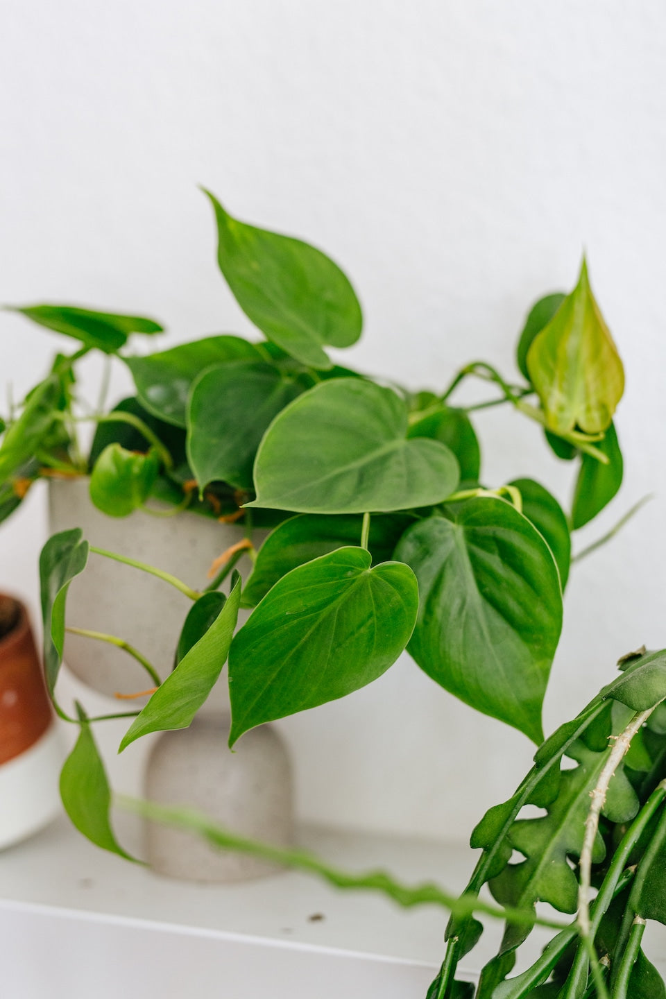 philodendron aderacum Philodendron Scandens - Fast Growing Vining Plant
