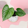 Healthy baby philodendron sodiroi potted plant on a pink and white abstract background