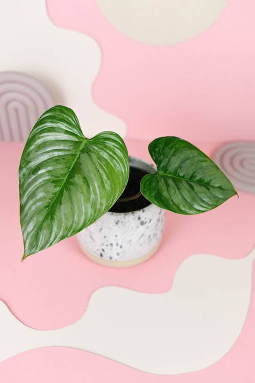 Healthy baby philodendron sodiroi potted plant on a pink and white abstract background