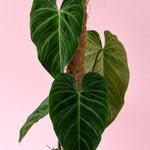 philodendron splendid