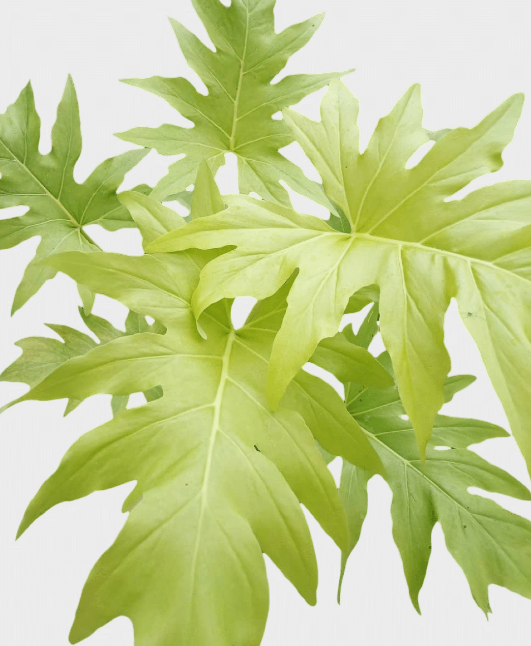 Close-up of mature neon green Philodendron warszewiczii 'Flavum' (aka 'Aurea')  leaves on a light gray background