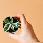 Philodendron 'White Wizard' Baby
