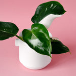 Philodendron 'White Wizard'