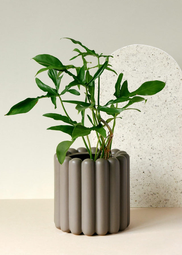 Healthy Philodendron Glad Hands by Plant Circle – Medium, Approx. 30.0cm height by Plant Circle – 12.0cm Pot. A perfect philodendron glad hands by plant circle – medium, approx. 30.0cm height by plant circle – 12.0cm pot for your indoor houseplant collection.