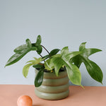 philodendron_1