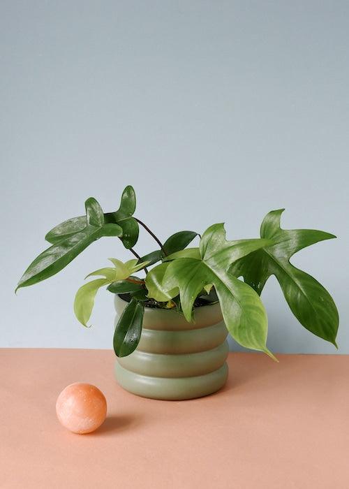 Healthy Philodendron Florida Green M by Plant Circle. A perfect philodendron florida green m by plant circle for your indoor houseplant collection.