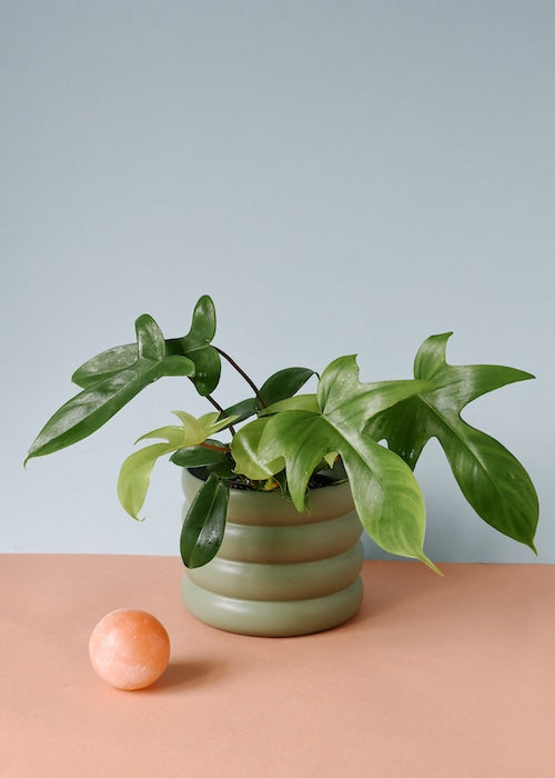 philodendron_1