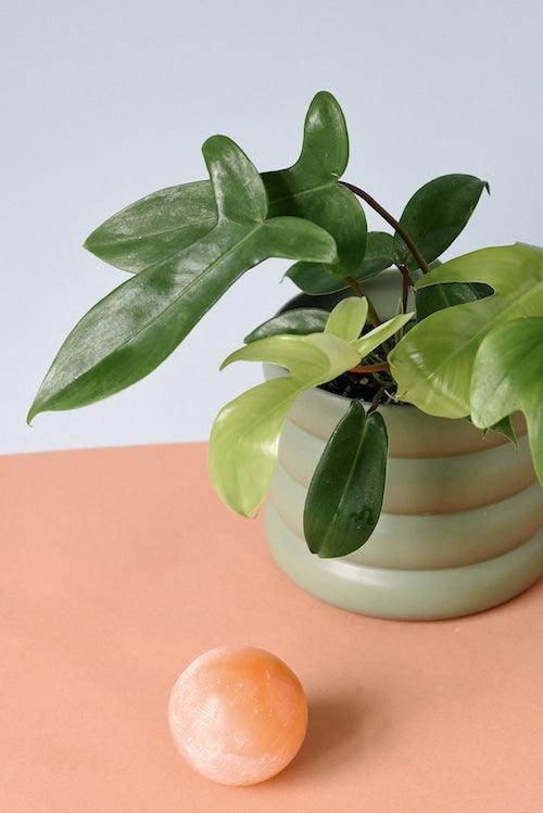 Healthy Philodendron Florida Green M by Plant Circle. A perfect philodendron florida green m by plant circle for your indoor houseplant collection.