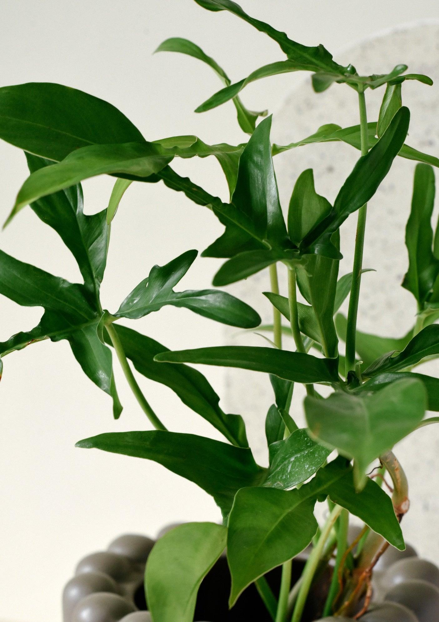 glad hands philodendron care Philodendron Glad Hands by Plant Circle – Medium, Approx. 30.0cm heigh