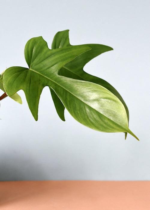 Philodendron Florida Green M – Medium, Approx. 25.0cm height – 12.0cm Pot 3
