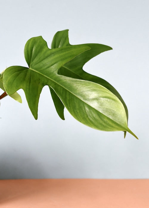 philodendron_3