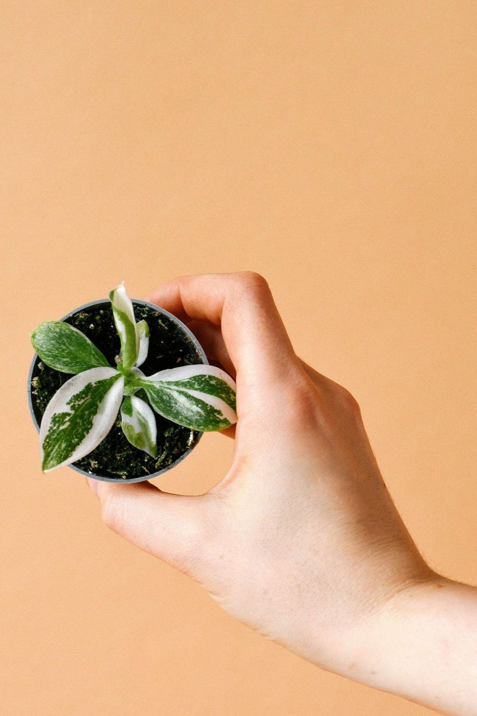 Philodendron 'White Wizard' Baby