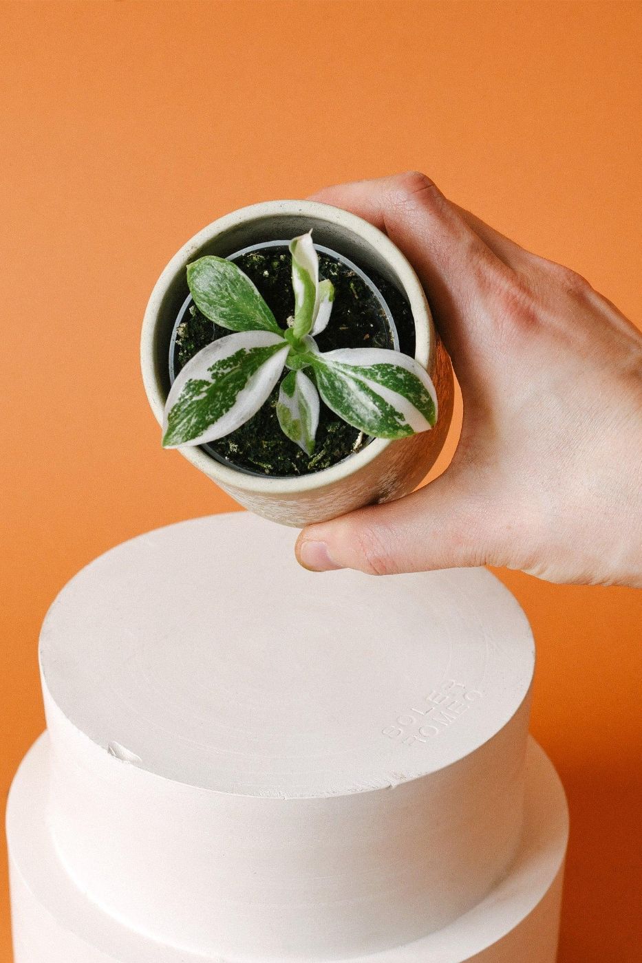 Philodendron 'White Wizard' `Baby