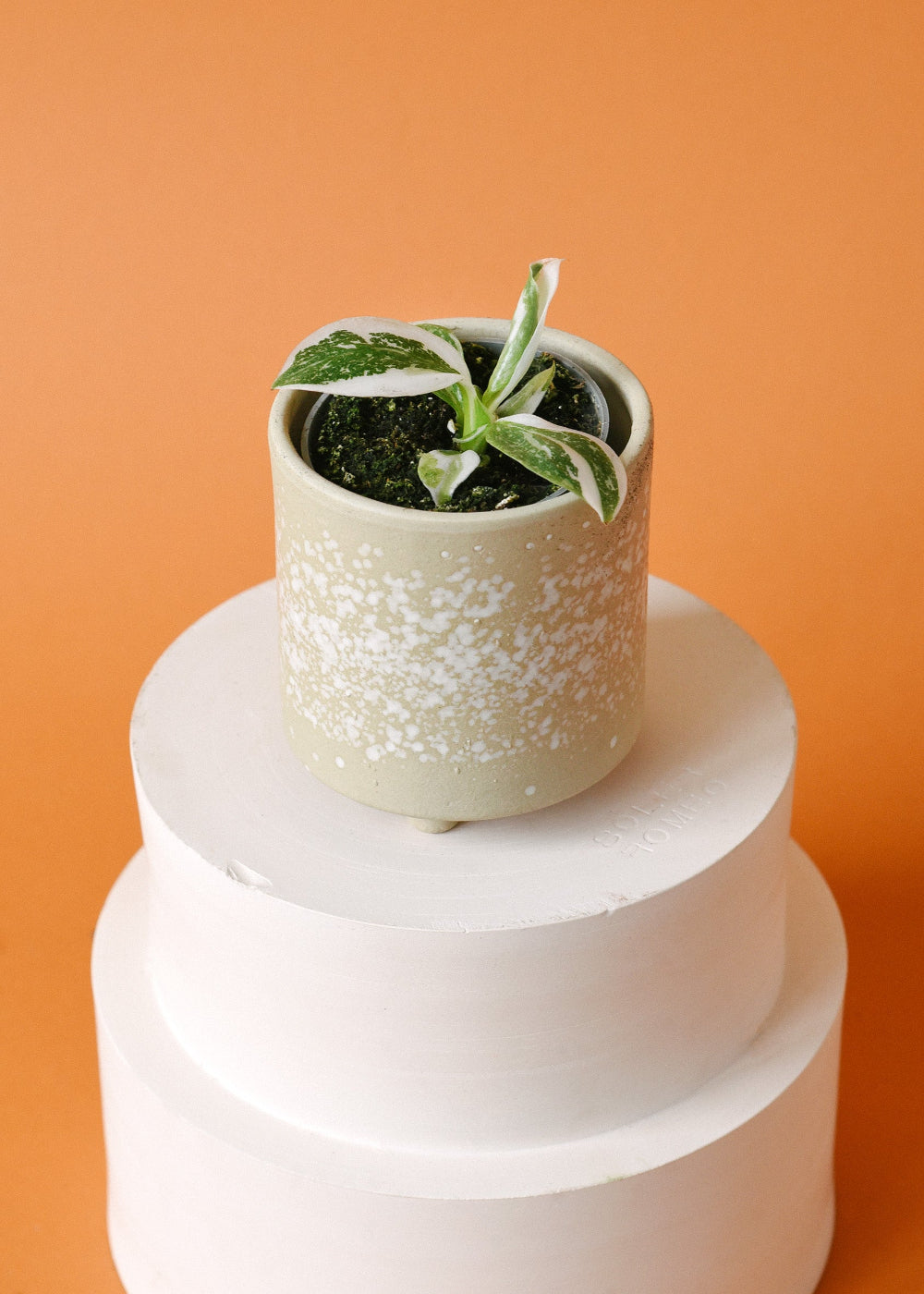 Philodendron 'White Wizard Baby