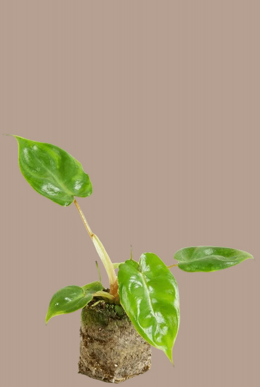 philodendron billietiae plug