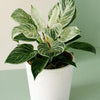Philodendron 'Birkin' ('White Measure', 'White wave') 