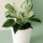 Philodendron 'Birkin' ('White Measure', 'White wave') 