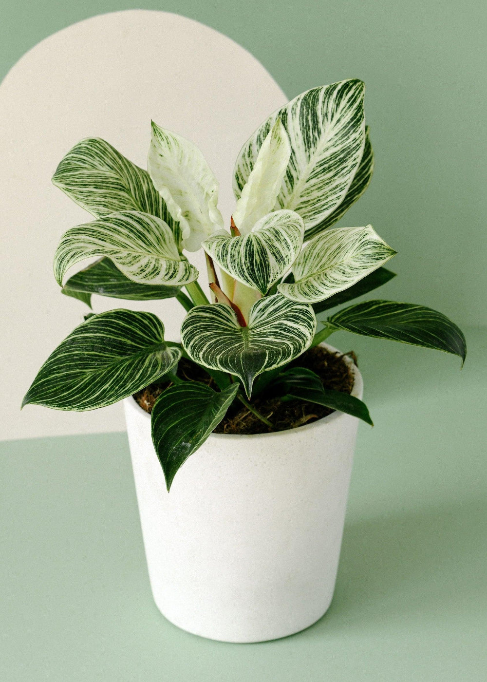 Philodendron 'Birkin' ('White Measure', 'White wave') 