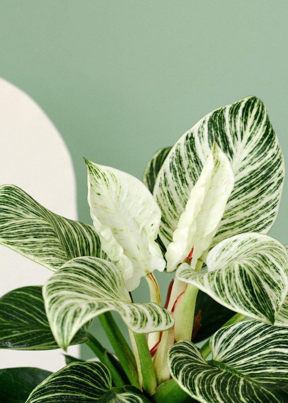 Philodendron 'Birkin' ('White Measure', 'White wave') 