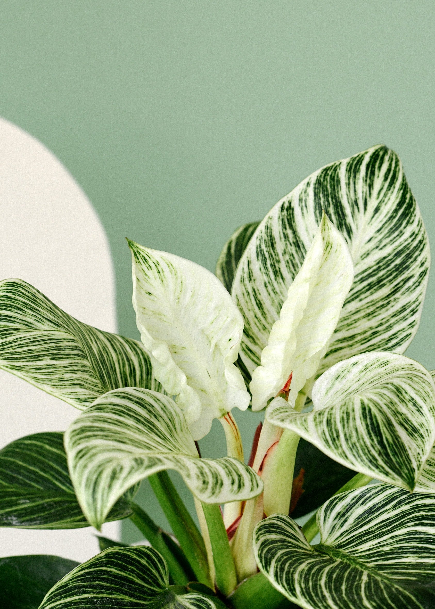 philodendron_birkin_new_3