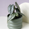 Philodendron Brandtianum M – Medium, Approx. 35.0cm height – 12.0cm Pot Default Title 1