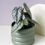 Philodendron Brandtianum M – Medium, Approx. 35.0cm height – 12.0cm Pot Default Title 1