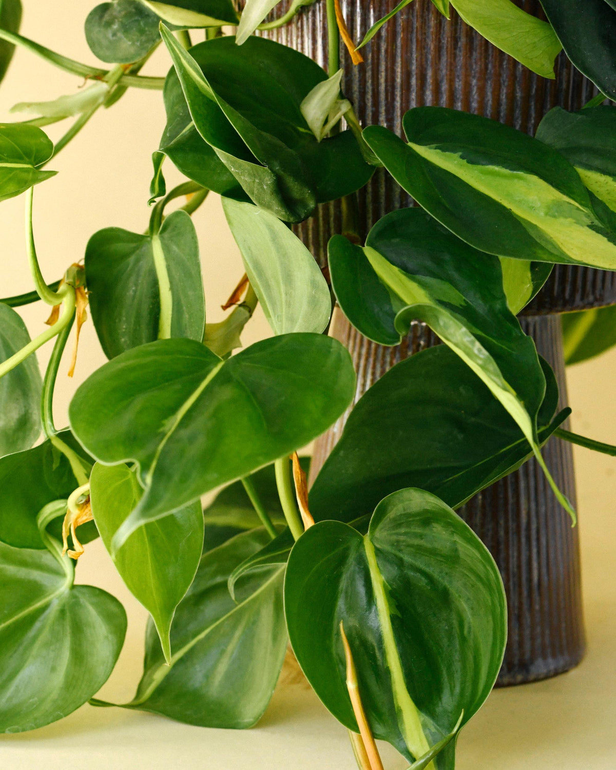 Philodendron ‘Brasil’ vines showing bold variegation with deep green and bright yellow streaks.