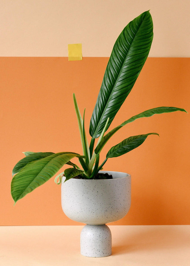 Philodendron Campii 'Lynette' L – Medium, Approx. 40.0cm height – 14.0cm Pot Default Title 1