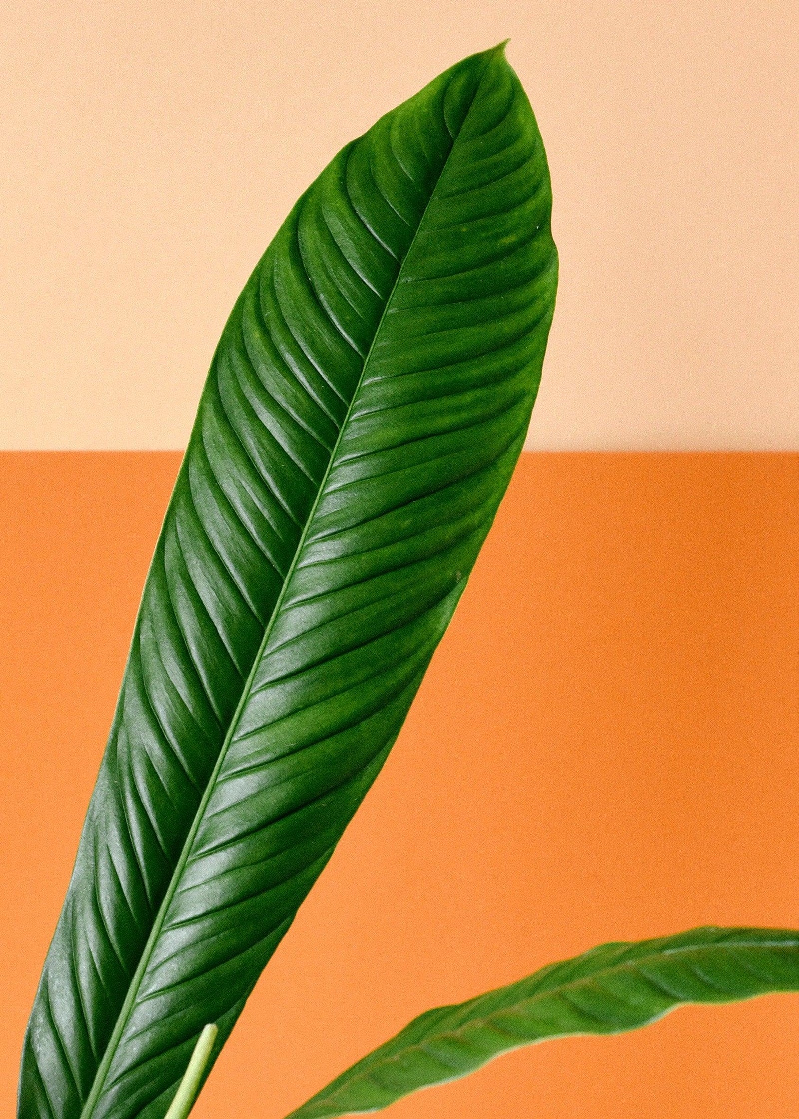 Philodendron Campii 'Lynette' L – Medium, Approx. 40.0cm height – 14.0cm Pot 3
