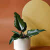 philodendron_caramel_1