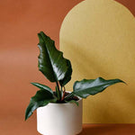 philodendron_caramel_1