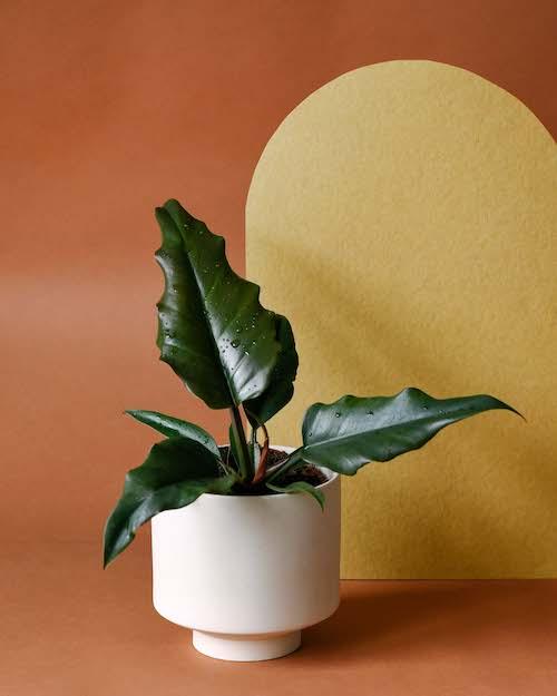 Philodendron Caramel aka 'Caramel Pluto' – Medium, Approx. 25.0cm height – 12.0cm Pot Default Title 1