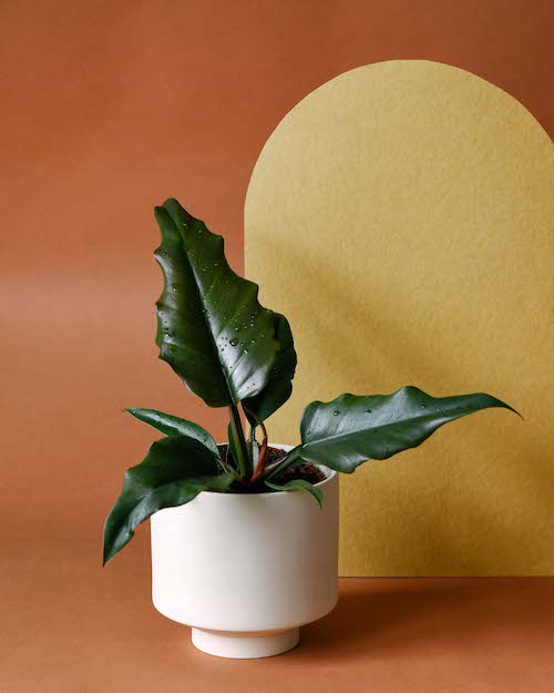 philodendron_caramel_1