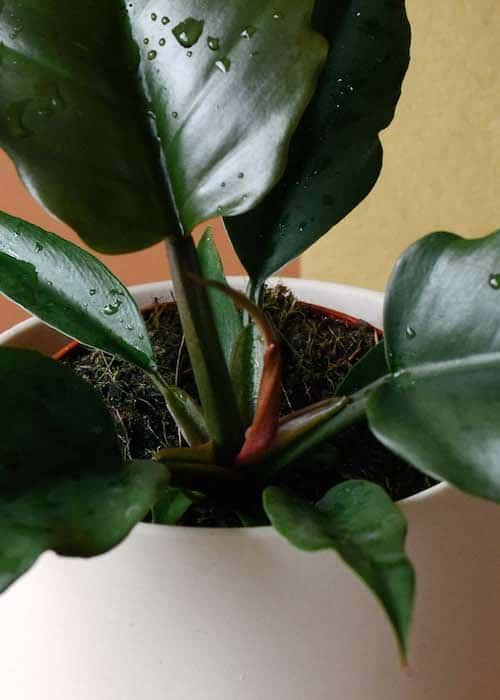 Philodendron Caramel aka 'Caramel Pluto' – Medium, Approx. 25.0cm height – 12.0cm Pot 2