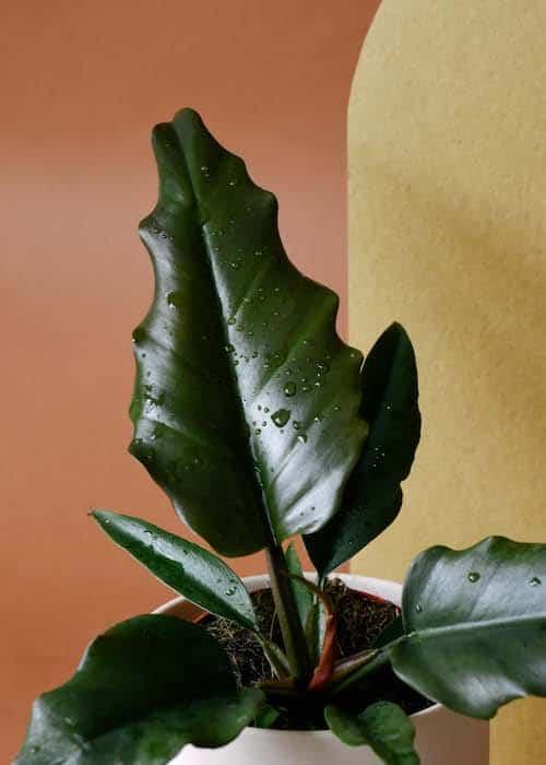 Philodendron Caramel aka 'Caramel Pluto' – Medium, Approx. 25.0cm height – 12.0cm Pot 3