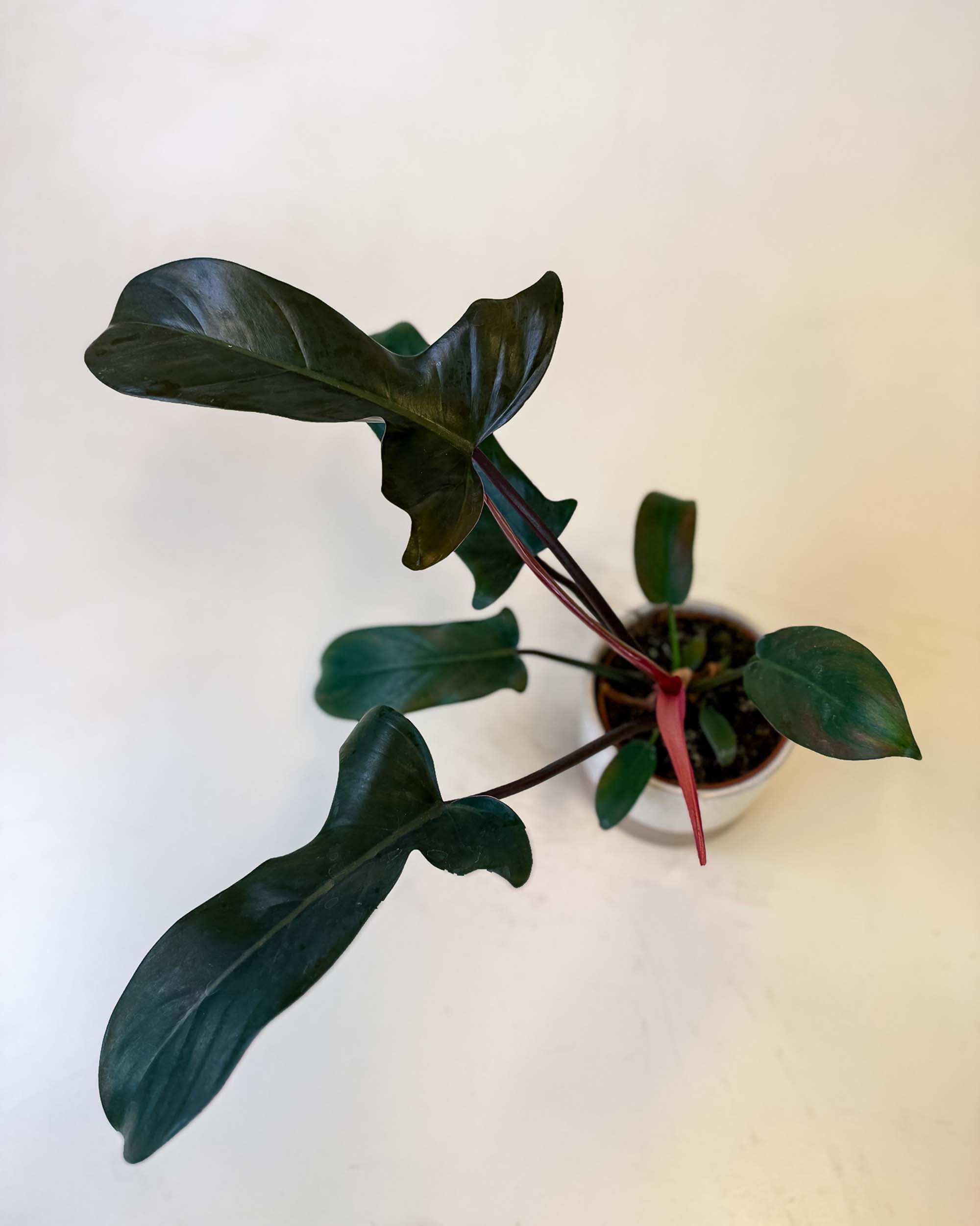 Side view of medium Philodendron Florida Bronze with arching bronze leaves and colorful stems.
