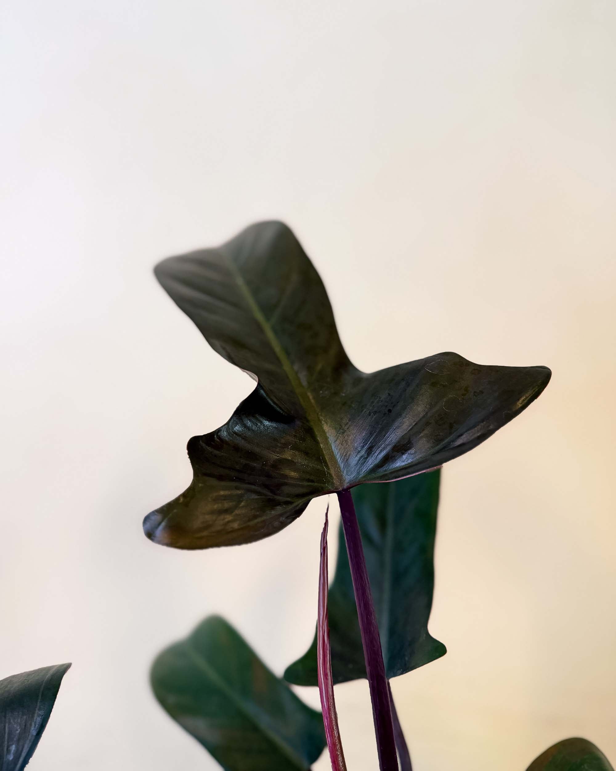 Close-up of Florida Bronze Philodendron showing glossy bronze-hued foliage and thick red stems.
