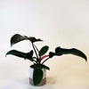 Philodendron Florida Bronze medium plant in pot with dark bronze-green leaves and reddish stems.
