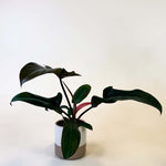 Philodendron Florida Bronze medium plant in pot with dark bronze-green leaves and reddish stems.
