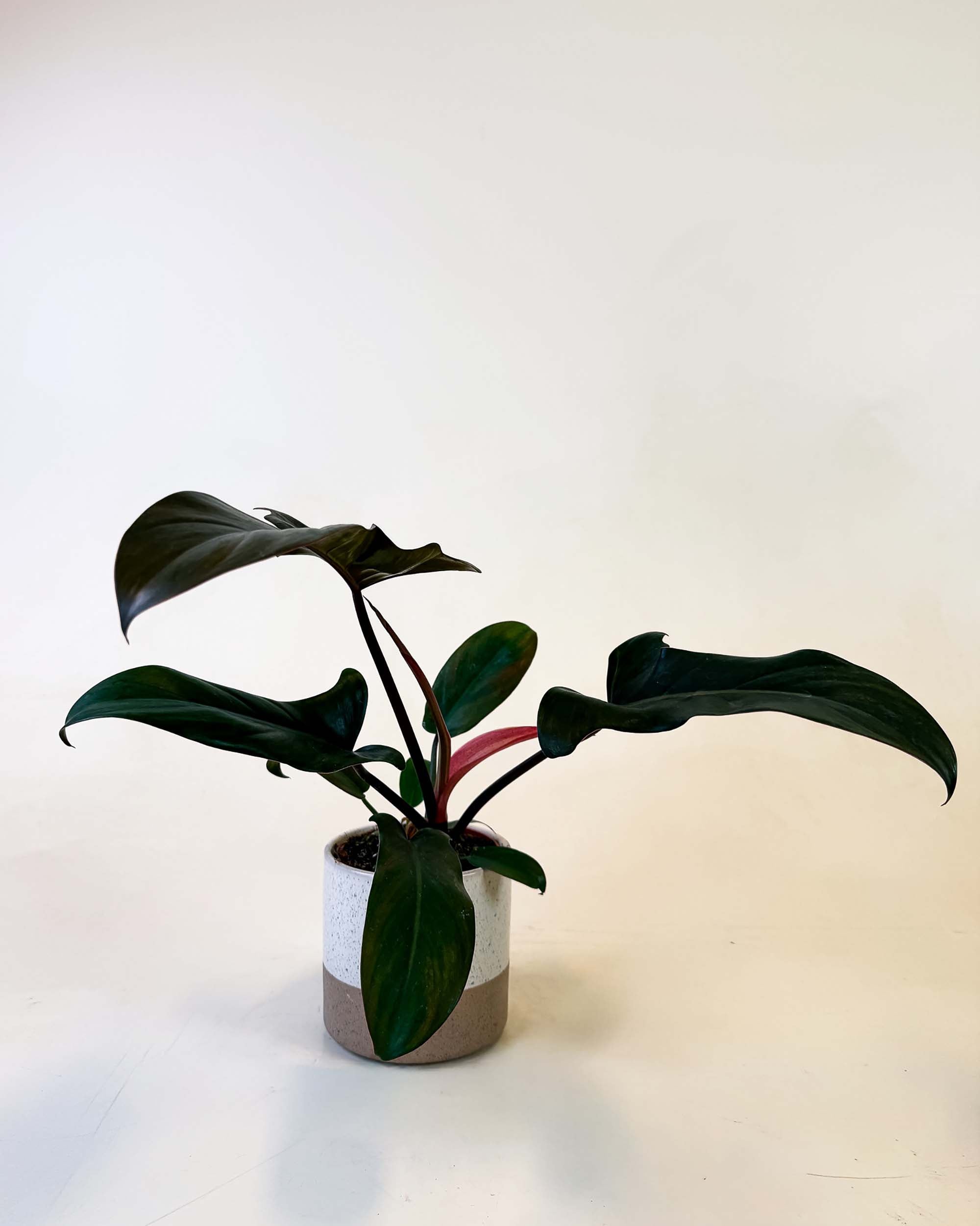 Philodendron Florida Bronze medium plant in pot with dark bronze-green leaves and reddish stems.

