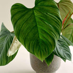 Philodendron Fuzzy Petiole M – Medium, Approx. 30.0cm height – 12.0cm Pot Default Title 1